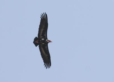 King Vulture.