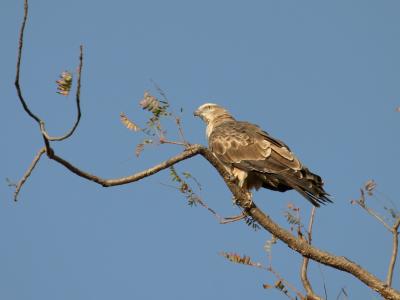 Oriental Honey Buzzard.