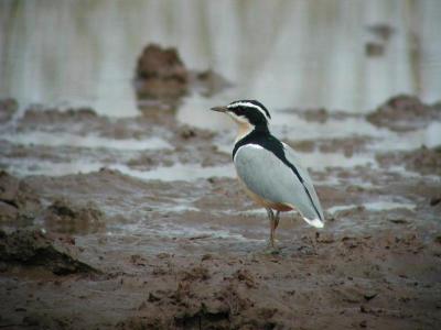 Egyptian Plover.