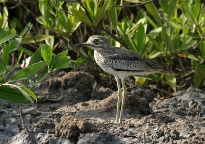 Senegal Thick-knee.