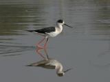 Black-winged Stilt.