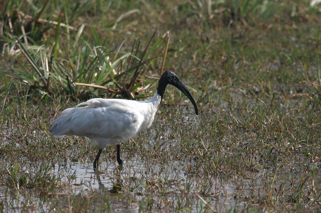 Black-headed Ibis.