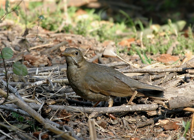 Tickell`s Thrush.
