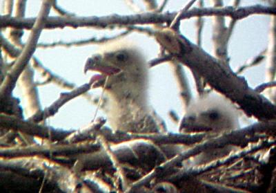 Eagle nest with young