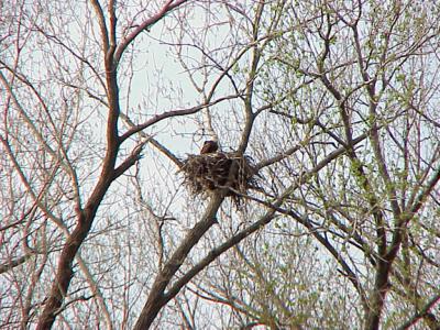 Eagle Nest - 3-27-04  KY