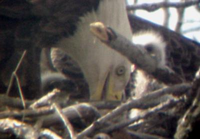 Eagle Nest - 3-27-04 triplets