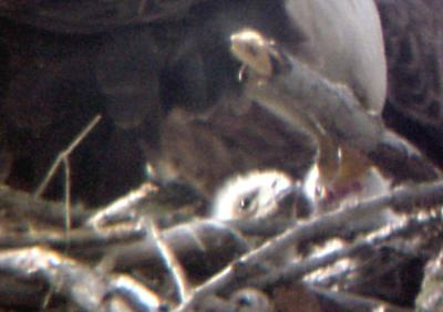 Eagle Nest - 3-27-04 triplets 3.jpg