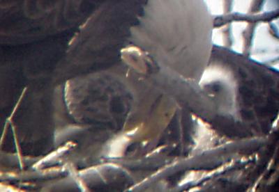 Eagle Nest - 3-27-04 triplets