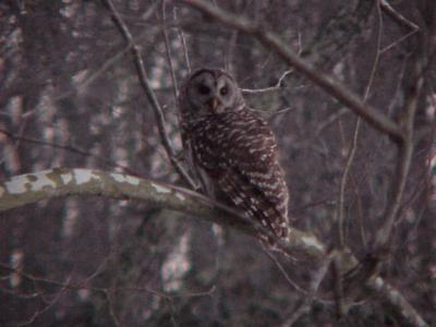 Barred Owl - Dec 04