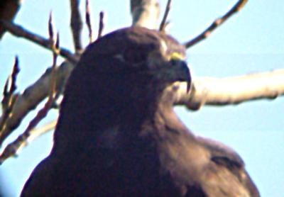 Red-tailed Hawk - Harlans - all dark.