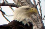 Eagle Nest - 3-27-04 - adult head