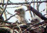 Eagle Nest - 3-27-04 - big brother