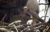 Eagle Nest - 3-27-04 feeding