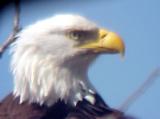 Bald Eagle - head adult male - Lake 9 KY