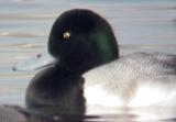 Greater Scaup - 2-6-05 adult male