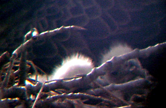 Eagle Nest - 3-27-04 - fuzzy heads