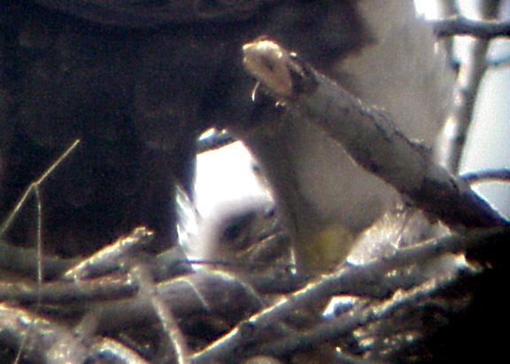 Eagle Nest - 3-27-04 feeding