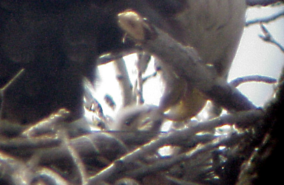 Eagle Nest 3-27-04 feeding