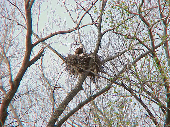 Eagle Nest - 3-27-04  KY