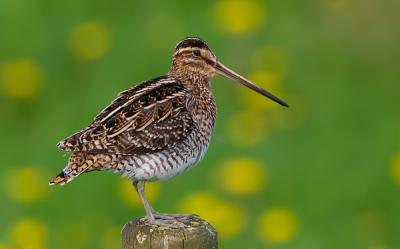 Common Snipe