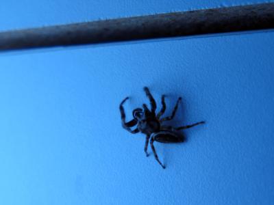 Blue Spider.jpg