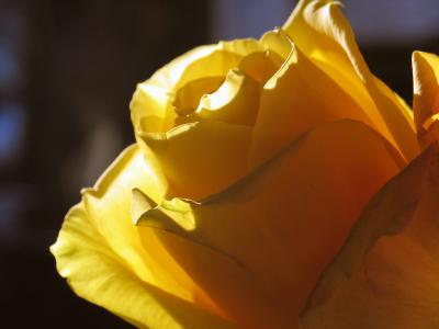 Yellow Rose 2.jpg