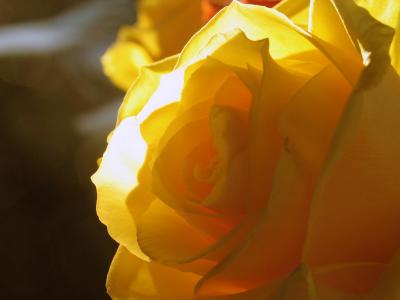 Yellow Rose.jpg