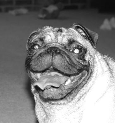 Ha Ha Ha! by: Lucy
