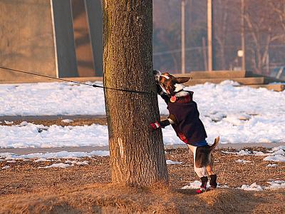 3rd Place My tree, my tree. I love you so much by: alekko