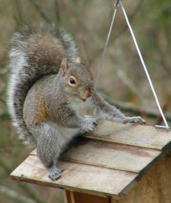 4th Place Tie Nutty Surfer - Hangin' Ten! by: Richard R