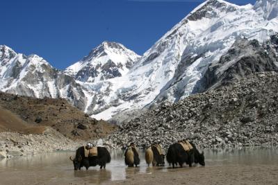 Img_0352.jpg gorak yaks.jpg