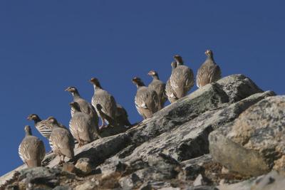 Img_0440 tibetan snowcock.jpg