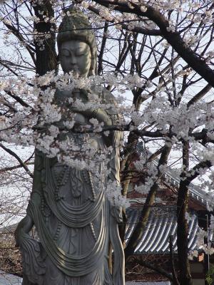 Kannon in Pink