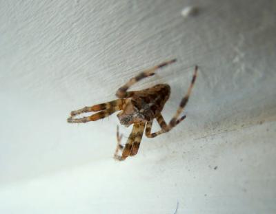 house spider