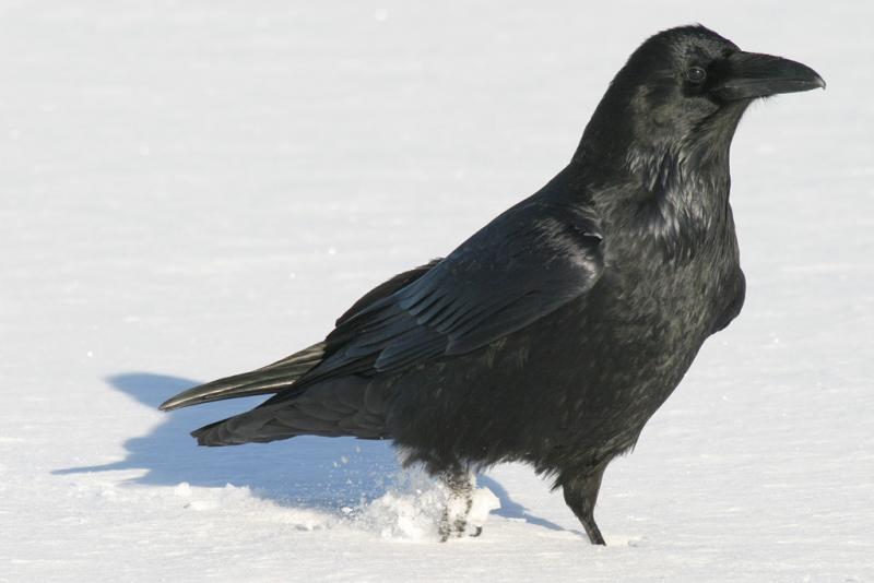 Raven kicking up snow as it walks