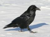 Raven walking