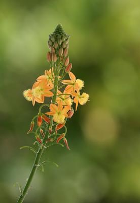 flowers and butterflies