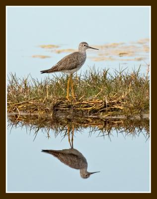 Greater Yellowlegs