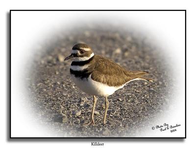 Killdeer