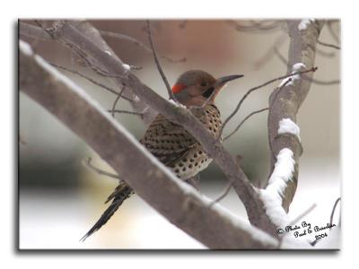 Northern Flicker Woodpecker