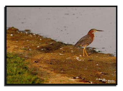 Heron