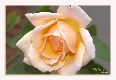 White-Yellow Rose