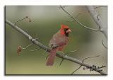 Male Cardinal  DSC_3589