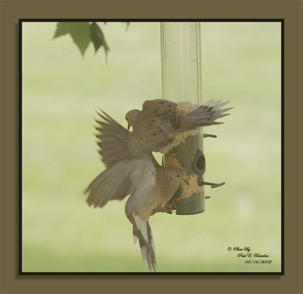 Doves fighting