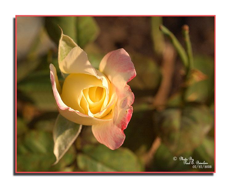 Yellow Rose