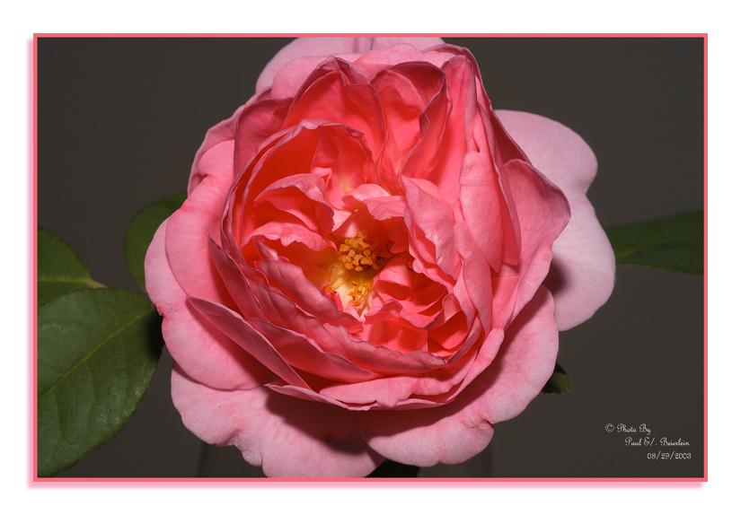 Pink Rose