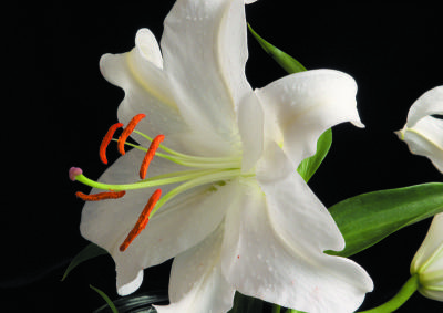 White lily