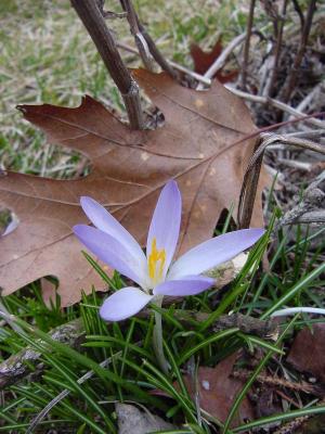 crocus3.jpg