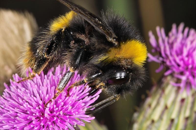 Bumble Bee with mites on Thistle Flower