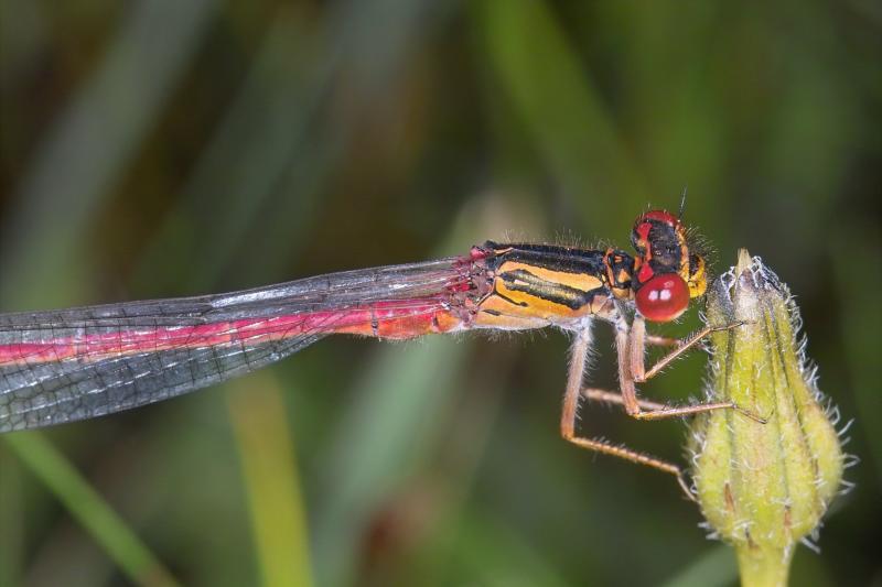 Damsel Fly2